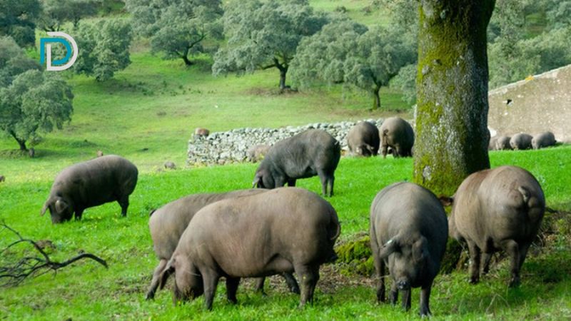1 heo đen Iberico được chăn thả